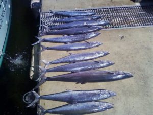 King Mackerel Fishing Ft. Lauderdale